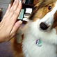 Bissell Pet Games Week 4: Hi Five