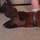 The Pet Psychic: Dog Who Couldn't Love