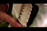Perfect Predators Shorts: Tiger Shark Teeth