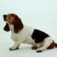 Dogs 101: Basset Hound