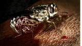 Monsters Inside Me: Symptoms of Sleeping Sickness