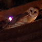Dirty Jobs: Owl Vomit Collector