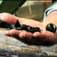 Dirty Jobs: Grading Leeches