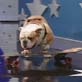 Pet Star: Tyson
