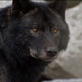 Living with the Wolfman: An Unexpected Turn
