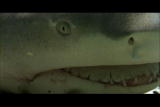 Perfect Predators Shorts: Lemon Shark Reproduction