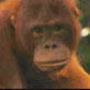 Orangutan Island: Orangutan Rap!