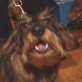 Pet Trends with Maggie Gallant: One of the 