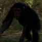Escape to Chimp Eden: Xena