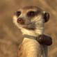 Meerkat Manor: Episode 8
