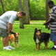 Pet Training: Intro Dogs