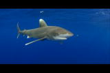 Perfect Predators Shorts: White Tip Blind Killer