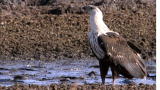 Nature's Most Amazing Events: Desert Scavengers