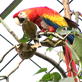 Animals: National Zoo Keeps Animals Thinking
