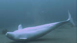 Reel Impact: A Sea Change (Movie Trailer)