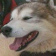 Breed All About It: Alaskan Malamute