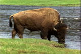 Get Out There: Teton Bison