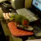 Bissell Pet Games Week 6: Hello Are You There?