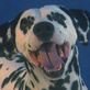 Breed All About It: Dalmation