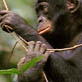 Wild 100: JG: Almost Human