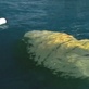 Survival Zone: Ocean: Capsizing