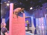 Pet Star: Lindy Up
