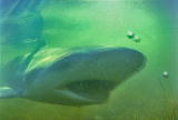 Fooled by Nature: Bull Shark