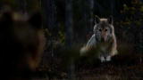 Wild Russia: Wolf and Bear Standoff