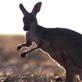 Planet Earth: Deserts: Red Kangaroos