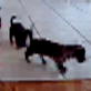Bissell Pet Games Week 4: The puppies are Playing Ball