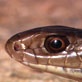 Discovery Atlas: Australia Revealed: Unique Creatures