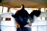 Bear Feeding Frenzy: Van vs. Wild