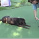 Bissell Pet Games Week 6: Nick Retrieving a Dime