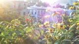 Nerdabout Vlogs: Fire Escape Garden