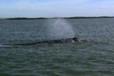 Planet's Best: Baja Gray Whale
