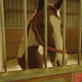 Animal Cops: Houston: Barn