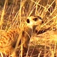 Meerkat Manor: Home