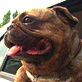 Breed All About It: French Bulldog