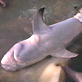 Shark Week: Shark Sex