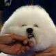 AKC/Eukanuba: Keno the Bichon Frise