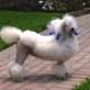 The Pet Psychic: Louise the Poodle