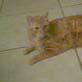 Funny Felines: Kitty Massage