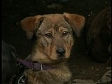 Animal Cops Detroit: Unchained Pound Pups