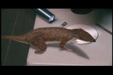 Mammals Vs. Dinos Shorts: Placental Mammals