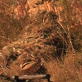 Top Sniper: Behind the Scenes: The Stalk
