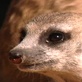 Meerkat Manor: Mozart's Return
