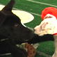 play video on Animal Planet