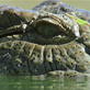 Killer Clips: Crocodile Attacks Wildebeest
