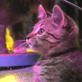Puppy Bowl IV: Kitty Half-time Show