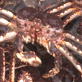 Deadliest Catch :Crab Tanks and Fuel Tanks